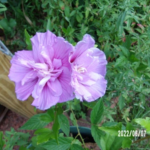 Peut inclure: Deux grandes fleurs d'hibiscus violet clair avec des p&eacute;tales froiss&eacute;s et des centres blancs sont en pleine floraison. Les fleurs sont entour&eacute;es de feuilles et de feuillage verts. La date 2022/06/07 est visible en bas &agrave; droite.
