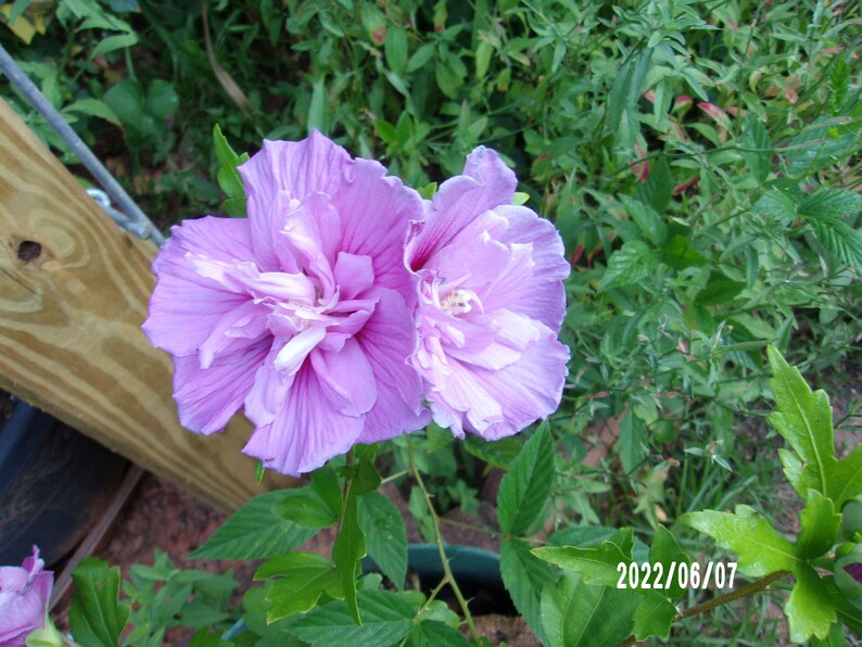 Peut inclure: Deux grandes fleurs d'hibiscus violet clair avec des p&eacute;tales froiss&eacute;s et des centres blancs sont en pleine floraison. Les fleurs sont entour&eacute;es de feuilles et de feuillage verts. La date 2022/06/07 est visible en bas &agrave; droite.