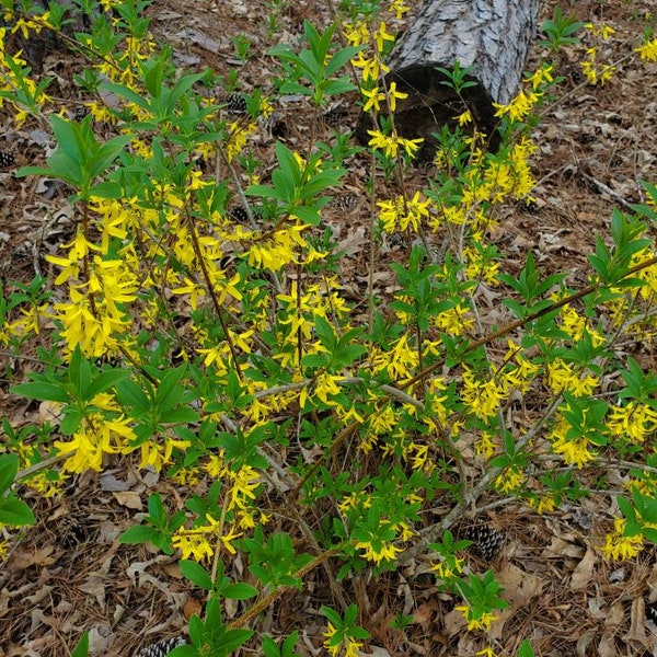 1 Clump Forsythia plant, Forsythia shrub, Yellow Forsythia,