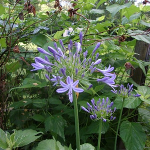 Live Agapanthus Plant Clump: Lavender Lily of the Nile Ground Cover