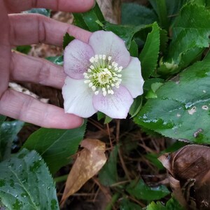 5 small starter Seeding random color live Helleborus Christmas Rose, Christmas Rose plant, Helleborus Mixed color image 7