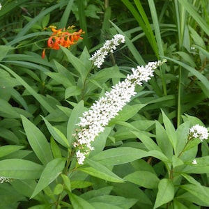 May include: A close-up of a white flower cluster with green leaves. The flower cluster is in bloom and has a delicate, feathery appearance. The leaves are long and narrow, with a smooth texture.