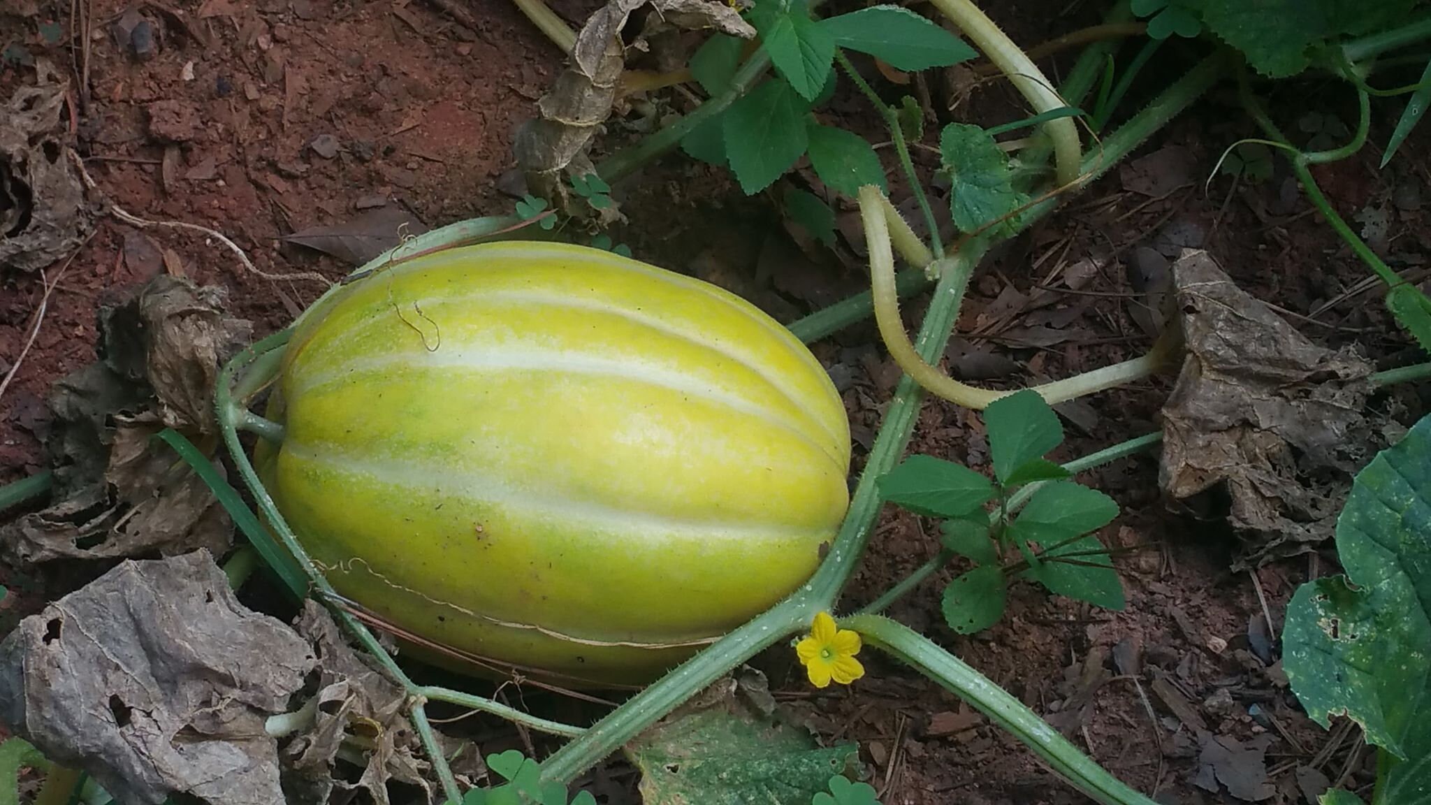 Korean Melon 참외seeds 20 Melon seeds Etsy