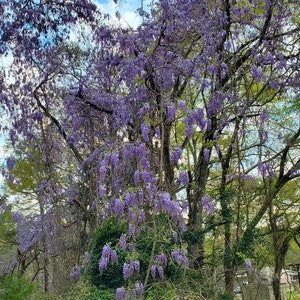 1 Wisteria Luna Azul, Wisteria Macrostachya, Planta viva Wisteria, Wisteria, imagen 1