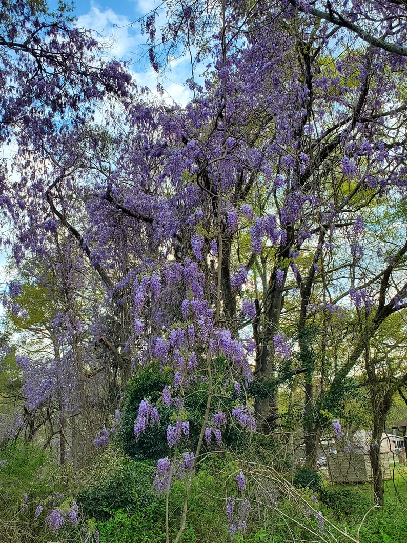 1 Wisteria Luna Azul, Wisteria Macrostachya, Planta viva Wisteria, Wisteria, imagen 1