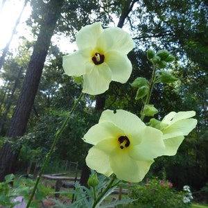 100 Yellow Hardy Hibiscus Seeds: Rosemallow, Hibiscus Moscheutos