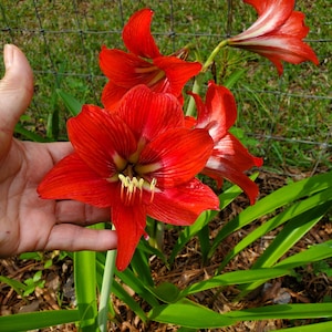 3 Amaryllis, Red Amaryllis bulbs, Lily bulbs, Hippeastrum genus