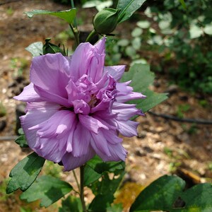 Peut inclure: Gros plan sur une fleur violet clair avec de multiples couches de p&eacute;tales. La fleur est en pleine floraison, avec un bouton et des feuilles vertes visibles. La fleur est sur une tige verte, avec un arri&egrave;re-plan flou d'autres plantes.