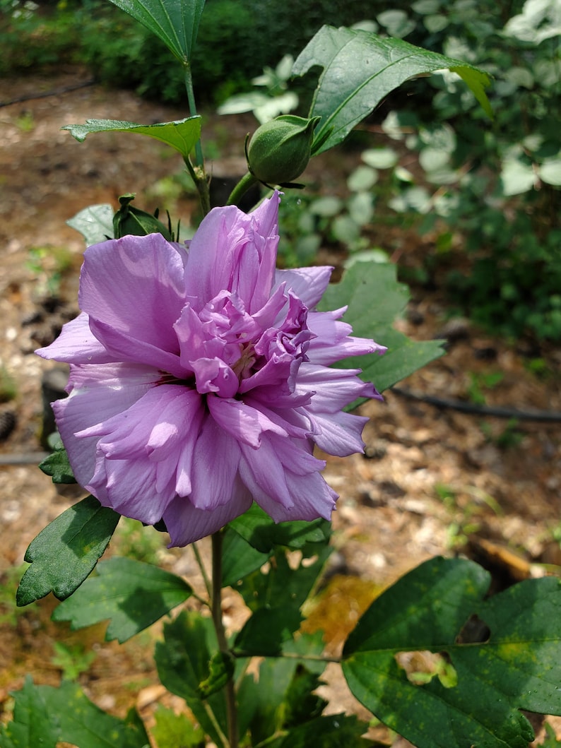 Peut inclure: Gros plan sur une fleur violet clair avec de multiples couches de p&eacute;tales. La fleur est en pleine floraison, avec un bouton et des feuilles vertes visibles. La fleur est sur une tige verte, avec un arri&egrave;re-plan flou d'autres plantes.