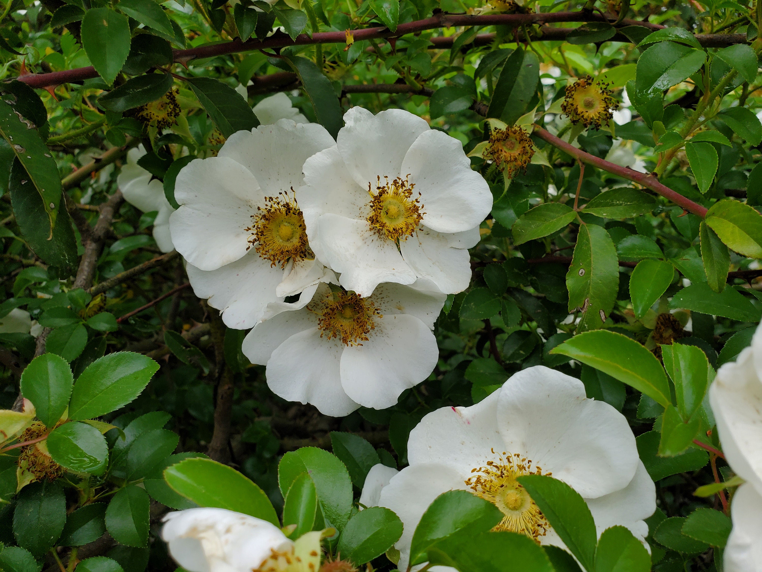 Single Climbing Roses Single Flower White Climbing Rose