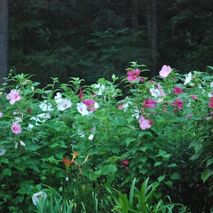 200 Hardy Hibiscus Seeds: Mixed Colors, Swamp Mallow