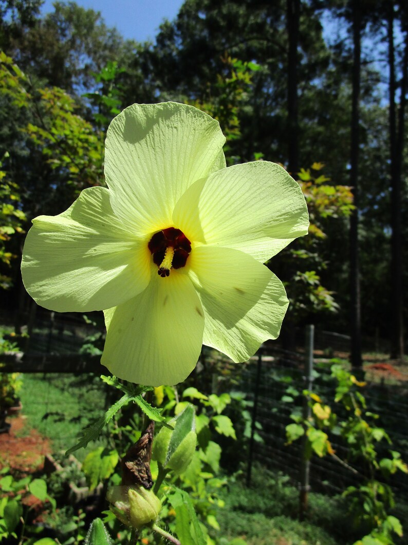 Yellow Hardy Hibiscus 1 Live Plants Yellow Hibiscus Hardy Etsy