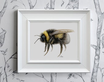 May include: A framed print featuring a detailed illustration of a bumblebee. The bee is depicted with black and yellow stripes, fluffy body, and translucent wings. The artwork is set against a neutral background and framed in a white, rectangular frame.