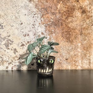 May include: A small, dark brown ceramic planter with a monster face design, featuring green eyes and jagged teeth. The planter holds a small plant with green and white striped leaves. The background is a textured, mottled brown and beige wall.