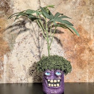 Cannabis Planter - Etsy