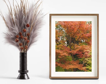 Japanese Maple Fall Colors Trees Fine Art Print