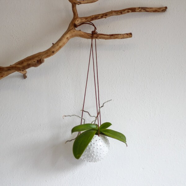 Ceramic hanging planter/ air planter/ succulent planter/ hanging flower pot/ mint pot/ ceramic flower pot/ spring