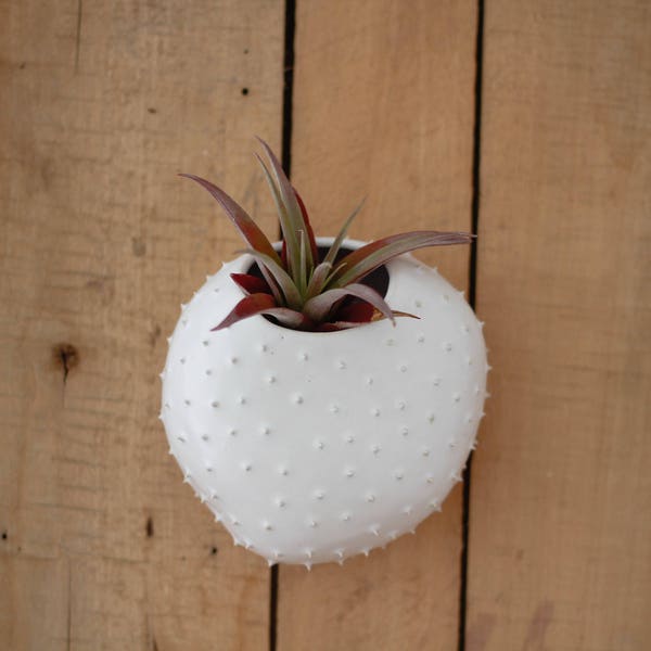 SALES-50% discount-Hanging wall spiky air planter/ flower pot/ hanging planter/ white flowerpot/ air planter/ wall decor/ indoor garden