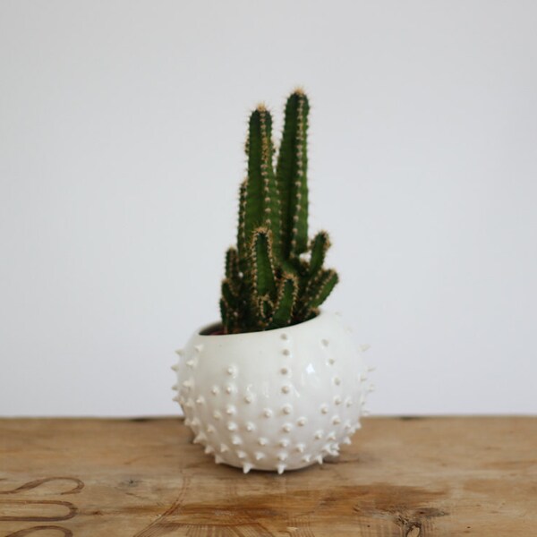 Fleur en céramique petit succulent pot-pot-fleurs-air planteur - oursin de mer-blanc / cadeau de Noël