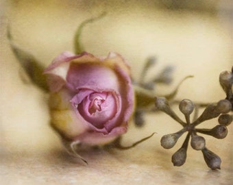 Floral Photography - Rose Bud Photography - Square Format, Fine Art Photography, Color, Pink Rose, Rose Photography, Wine, Bridal Bud, Gift