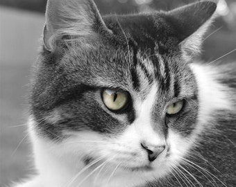 Black and White Photography - Introducing Gracie Lou - 8x8 Fine Art Photograph - Cat, Kitten, Pet Portrait , Green Eyes, Selective Coloring