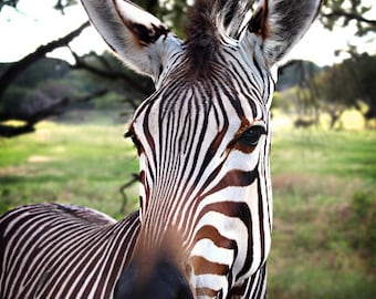 Animal Photography - Portrait of a Zebra - 8x12 Fine Art Photo, Wildlife Photo, Landscape Photography, Black & White Stripes, Nature, Field