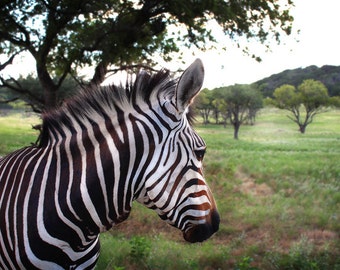 Zebra Photography, Zebra Photo, Zebra Photograph, Nature Photography, Animal Photography, Wildlife Photography, Zebra Photo Gift, Den Photo