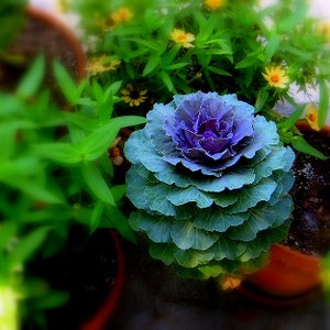 Nature Photography - Seaside Cabbage - 5x5 Fine Art Photograph, Nature, Flowers, Clay Pots, Florida, Color Photography, Purple, Green