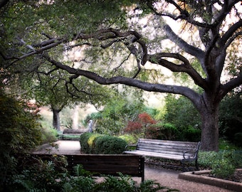 Landscape Photography - Meander - 8x10 Fine Art Photograph - Tree, Leaves, Park Bench, Fine Art Photograph - Affordable Home Decor, Path