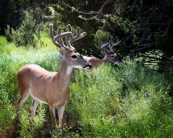 Nature Photography - Curious Deer - 8x10 Fine Art Photograph, Animal Photography, Two Deer, Deer in Green Meadow, Nature, Landscape Photo