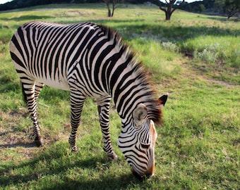 Animal Photography - Hungry Zebra - 8x12 Fine Art Photograph, Wildlife Photo, Landscape Photography, Black & White Stripes, Nature, Meadow