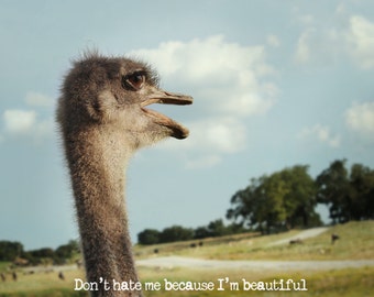 Animal Photography - Ostrich - 12x12 - Fine Art Photo, Landscape, Don't Hate Me Whimsical Photo, Nature, Quirky, Typography, Humorous photo