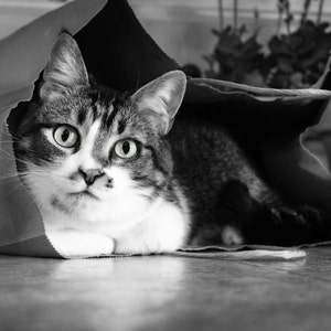 Cat Photography, Black and White, Playful Cat, Kitten, Pet Photography, Cat in Paper Bag, Black White Photo, Cat Eyes, Nursery Photo, Child image 1