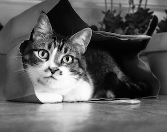 Cat Photography, Black and White, Playful Cat, Kitten, Pet Photography, Cat in Paper Bag, Black White Photo, Cat Eyes, Nursery Photo, Child