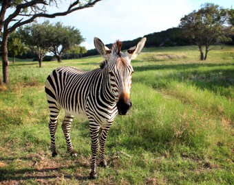 Nature Photography - Zebra - 8x10 Fine Art Photograph, Animal Photo, Landscape Photo, Black & White Stripes, Wildlife, Green Meadow, Field