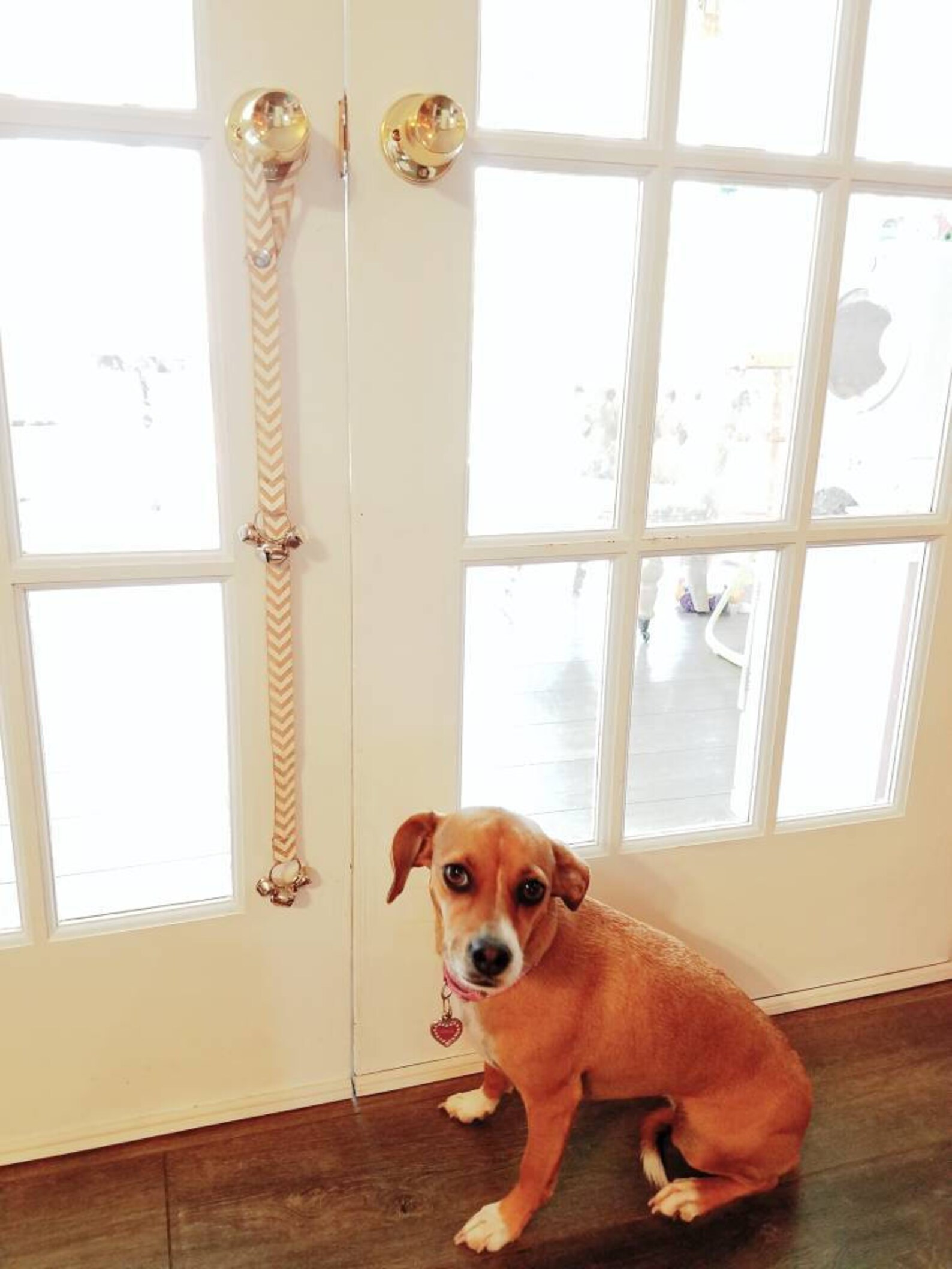 Doggy Doorbells. Puppy Potty Training. Snap Closure to Fit on Etsy