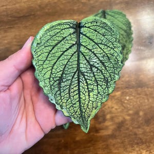Coleus Leaf Decor