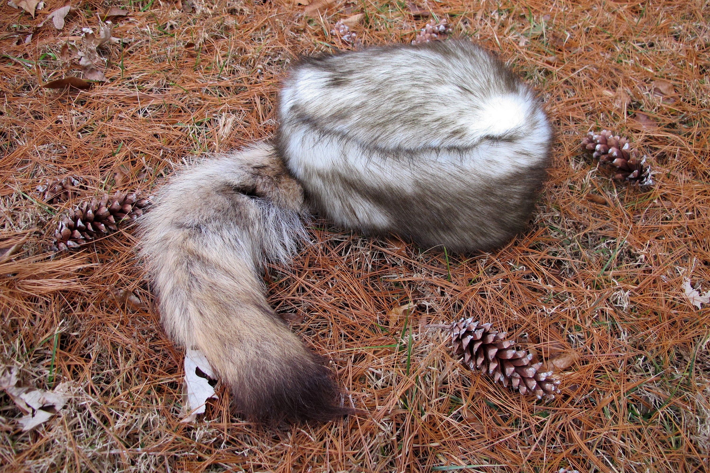 NEW!!! Plushy Coyote Hat