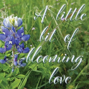 May include: A bluebonnet flower blooms in a field of green grass. The text "A little bit of blooming love" is superimposed on the image.