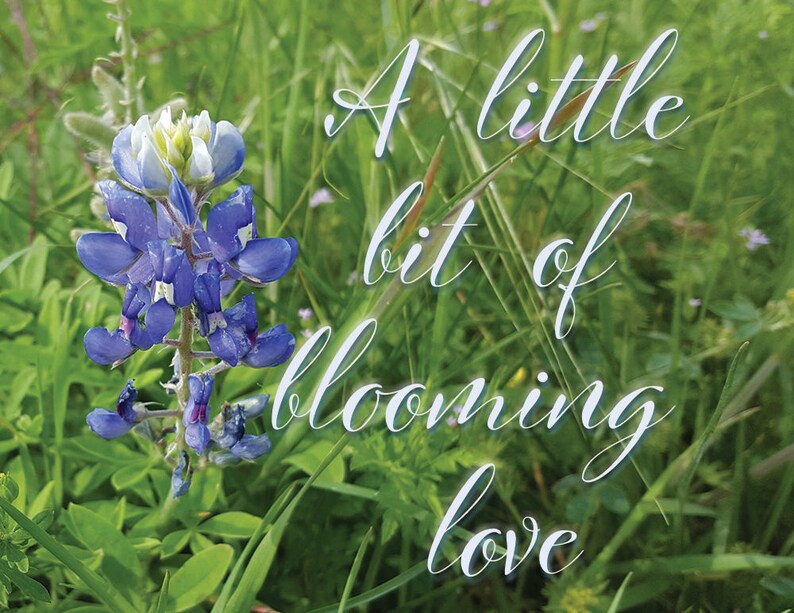 May include: A bluebonnet flower blooms in a field of green grass. The text "A little bit of blooming love" is superimposed on the image.