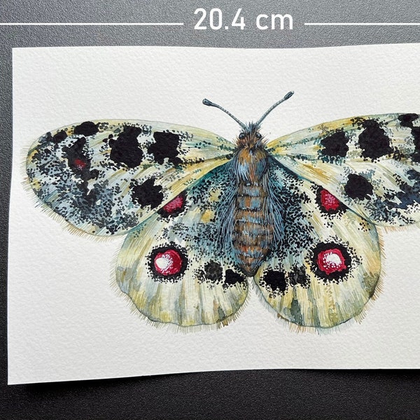 Originaux d’aquarelle de papillon - Papillons aquarelles du Royaume-Uni - Art original de papillons européens