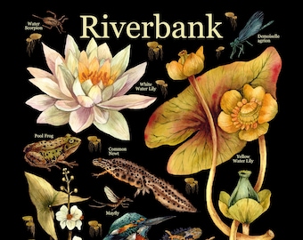 Natural History Educational Print - River bank Print - Water bank species Art Print - Botanical Kids Room Print - Nursery Art Print
