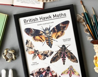 British Hawk Moths Print - Moths Print - Scientific Moths Print - Moth Illustration - Moths Poster - Moths Identification chart