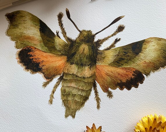 Original Hummingbird hawk moth illustration - Original illustration - Watercolour original- Moth original