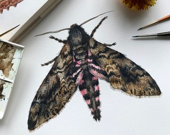 Original Convolvulus Hawk Moth illustration - Original illustration - Watercolour original- Moth original