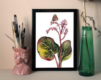 Gouache and watercolor illustration of Bergenia and Meadow Brown Butterfly - A4 Giclee Print