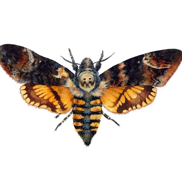 Death's-head hawkmoth print - Acherontia  illustration - Moth illustration - Moth print