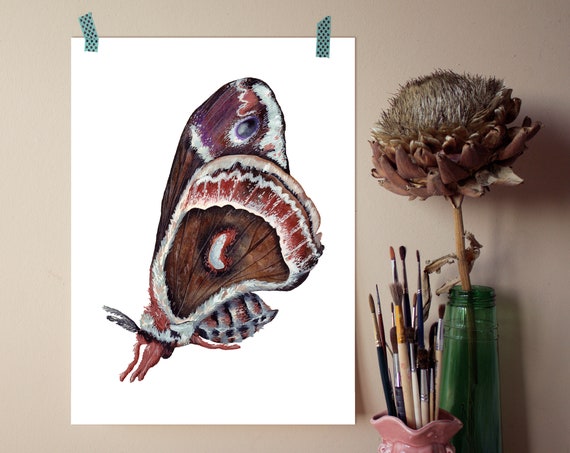 Gouache and watercolor illustration of Atlas Moth - A4 Giclee Print