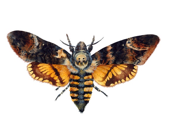 Death's-head hawkmoth print - Acherontia  illustration - Moth illustration - Moth print