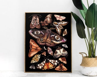 British Moths Print  - Moths Art - Moths Chart Room Decor - Moth collection - Moths wall art - Natural History moths art